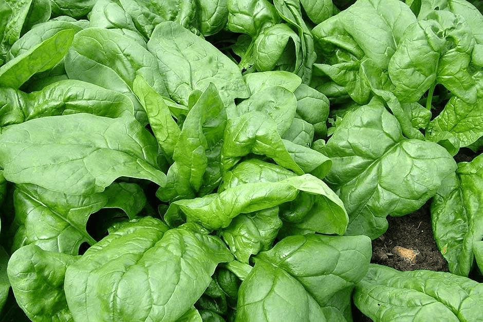 How to Grow Spinach Step by Step Guide - Agric4Profits