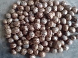 The Rubber Seeds: Economic Importance, Uses, and By-Products The Rubber Seeds: Economic Importance, Uses, and By-Products