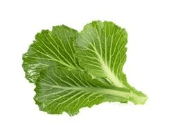 The Cabbage Leaves: Economic Importance, Uses, and By-Products