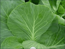 The Cabbage Leaves: Economic Importance, Uses, and By-Products