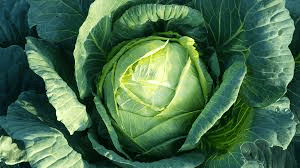 The Cabbage Leaves: Economic Importance, Uses, and By-Products