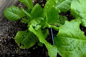 The Cabbage Leaves: Economic Importance, Uses, and By-Products