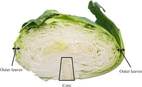 The Cabbage Core: Economic Importance, Uses, and By-Products