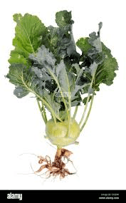 The Cabbage Roots: Economic Importance, Uses, and By-Products The Cabbage Roots: Economic Importance, Uses, and By-Products