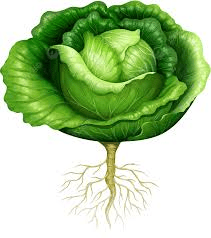 The Cabbage Roots: Economic Importance, Uses, and By-Products The Cabbage Roots: Economic Importance, Uses, and By-Products