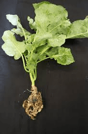 The Cabbage Roots: Economic Importance, Uses, and By-Products ...