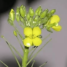 The Cabbage Inflorescence: Economic Importance, Uses, and By-Products