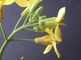 The Cabbage Inflorescence: Economic Importance, Uses, and By-Products