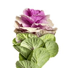 The Cabbage Flowers: Economic Importance, Uses, and By-Products