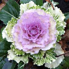 The Cabbage Flowers: Economic Importance, Uses, and By-Products