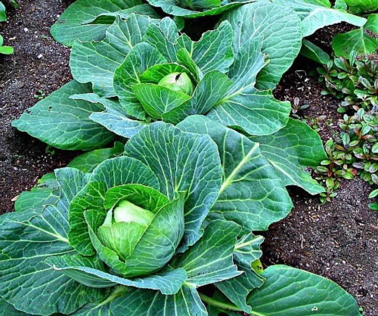 The Cabbage Seed Pods: Economic Importance, Uses, and By-Products