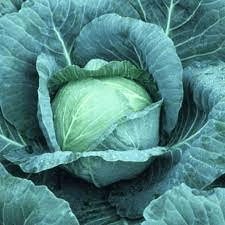 The Cabbage Seed Pods: Economic Importance, Uses, and By-Products