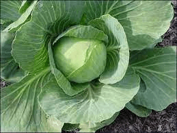 The Cabbage Seed Pods: Economic Importance, Uses, and By-Products