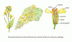 The Cabbage stigma: Economic Importance, Uses, and By-Products The Cabbage stigma: Economic Importance, Uses, and By-Products