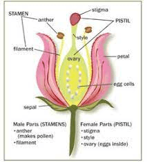 The Cabbage stigma: Economic Importance, Uses, and By-Products The Cabbage stigma: Economic Importance, Uses, and By-Products
