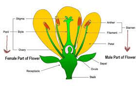 The Cabbage stigma: Economic Importance, Uses, and By-Products The Cabbage stigma: Economic Importance, Uses, and By-Products