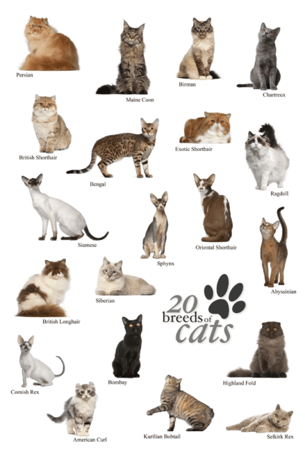 Description of Some Popular Cat Species