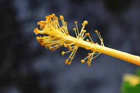 The Cabbage Pistil: Economic Importance, Uses, and By-Products