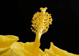 The Cabbage Pistil: Economic Importance, Uses, and By-Products