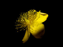 The Cabbage Pistil: Economic Importance, Uses, and By-Products