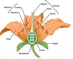 The Cabbage Stamens: Economic Importance, Uses, and By-Products