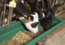 How Long to Store Concentrates Before Feeding to Ruminant Animals