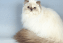 Himalayan Cat Breed Description and Care Guide