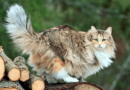Norwegian Forest Cat Breed Description and Care Guide