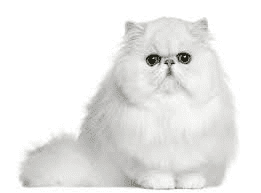 White Persian Cat Breed Description and Complete Care Guide