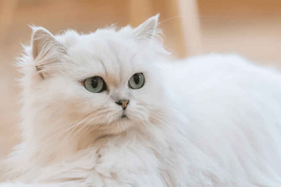 White Persian Cat Breed Description and Complete Care Guide