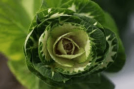 The Cabbage Petals: Economic Importance, Uses, and By-Products