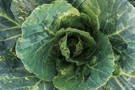 The Cabbage Petals: Economic Importance, Uses, and By-Products