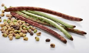 The Cowpea Pods: Economic Importance, Uses, and By-Products - Agric4Profits