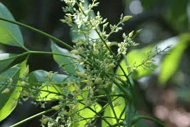 The Rubber Inflorescence: Economic Importance, Uses, and By-Products The Rubber Inflorescence: Economic Importance, Uses, and By-Products