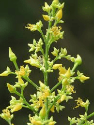 The Rubber Inflorescence: Economic Importance, Uses, and By-Products The Rubber Inflorescence: Economic Importance, Uses, and By-Products