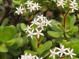 The Rubber Inflorescence: Economic Importance, Uses, and By-Products The Rubber Inflorescence: Economic Importance, Uses, and By-Products