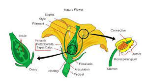 The Cowpea Pedicels: Economic Importance, Uses, and By-Products