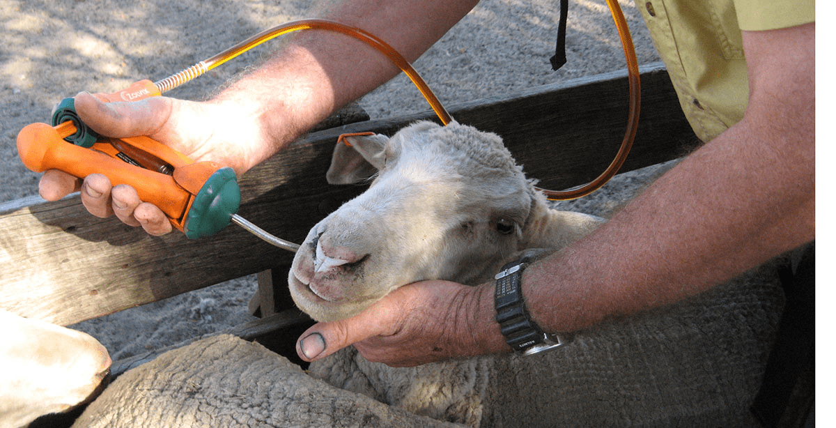 Diseases and Parasites of Sheep and Goats