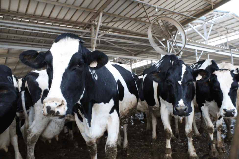 Guide to Proper Management of Dairy Cows from Birth Till Maturity