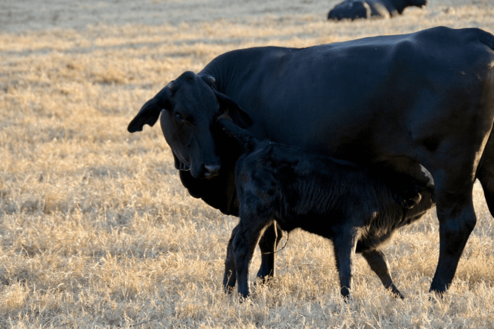 Complete Guide on Proper Management of Beef Cattle