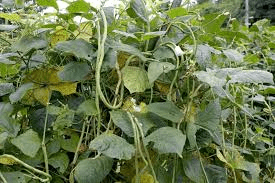 The Cowpea Tendrils: Economic Importance, Uses, and By-Products The Cowpea Tendrils: Economic Importance, Uses, and By-Products