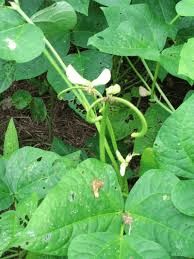 The Cowpea Tendrils: Economic Importance, Uses, and By-Products The Cowpea Tendrils: Economic Importance, Uses, and By-Products