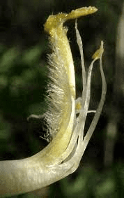 The Cowpea Stigmas: Economic Importance, Uses, and By-Products
