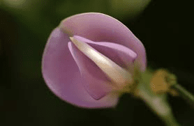 The Cowpea Styles: Economic Importance, Uses, and By-Products