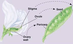 The Cowpea Ovary: Economic Importance, Uses, and By-Products
