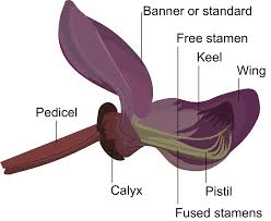 The Cowpea Stamens: Economic Importance, Uses, and By-Products