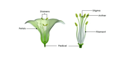 The Fluted Pumpkin Stamens: Economic Importance, Uses, and By-Products
