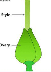 The Fluted Pumpkin Ovary: Economic Importance, Uses, and By-Products The Fluted Pumpkin Ovary: Economic Importance, Uses, and By-Products