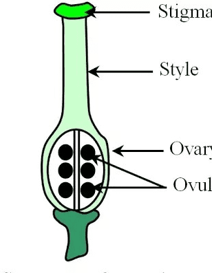 The Fluted Pumpkin Ovary: Economic Importance, Uses, and By-Products The Fluted Pumpkin Ovary: Economic Importance, Uses, and By-Products