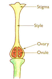 The Fluted Pumpkin Ovary: Economic Importance, Uses, and By-Products The Fluted Pumpkin Ovary: Economic Importance, Uses, and By-Products